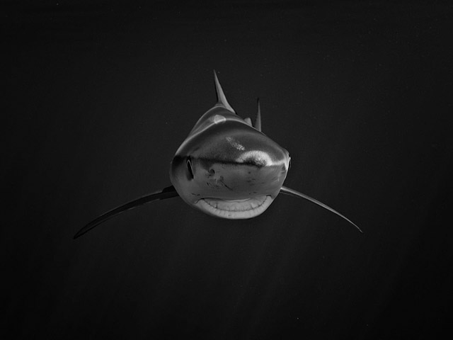 Blue shark - Photo by Jan Reyniers