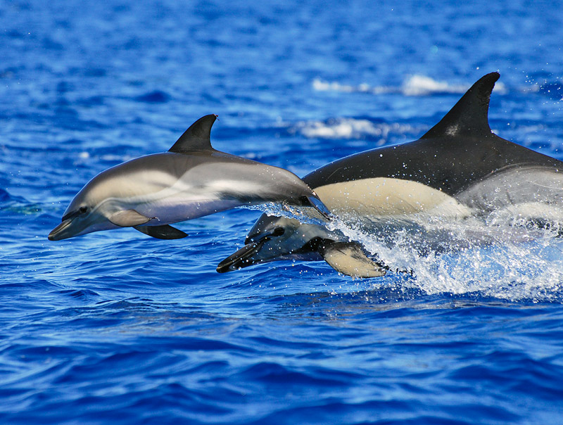 Gewöhnlicher Delfin: Mutter und Kalb - Foto von Justin Hart