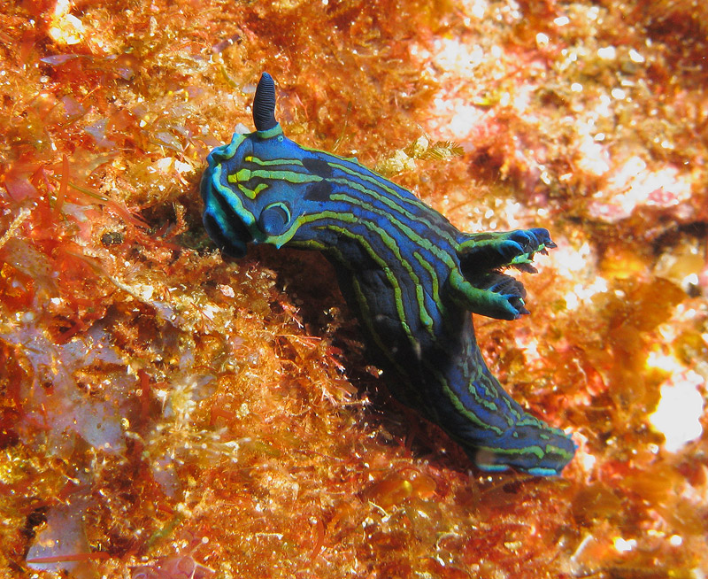 Nudibranch - Photo by Justin Hart