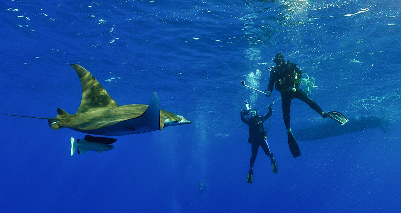 Snorkeling con le mobule giganti a Princess Alice (monte sottomarino)