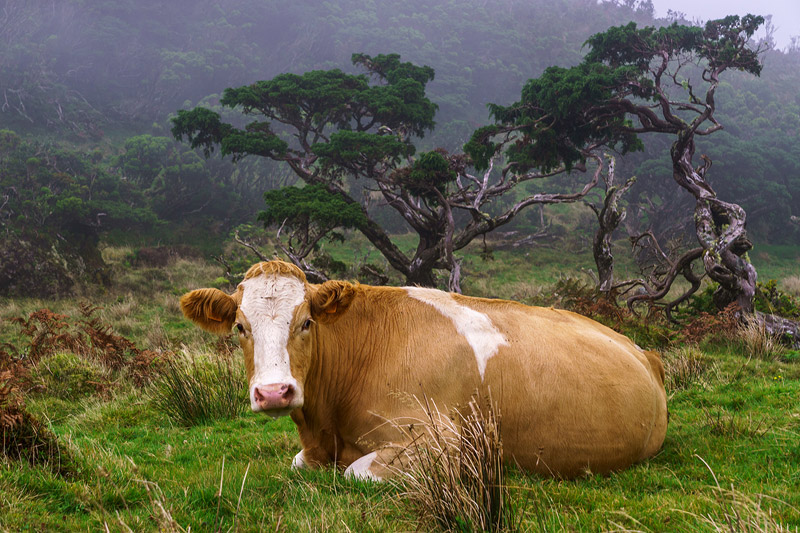 Hochland Kuh - Foto von Enrico Villa