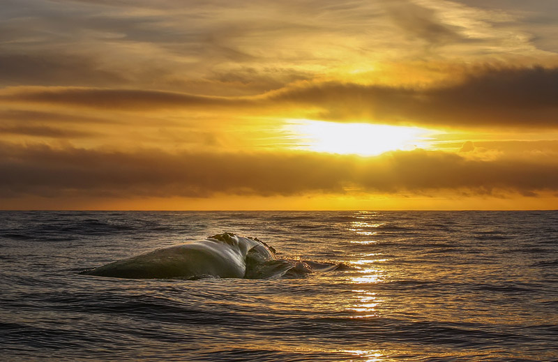 Außergewöhnliche Sichtung eines Nordkaper - Foto von Enrico Villa