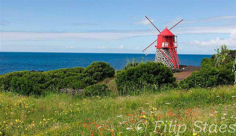 Windmühle auf Pico - Foto von Filip Staes