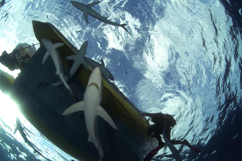 Blue Sharks off Pico Island - Photo by Jan Reyniers