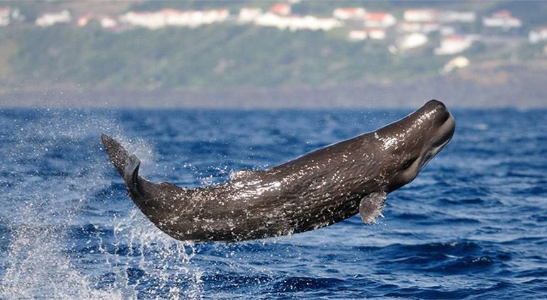 Dolphin & Whale Watching: Cruise Brazil to Azores